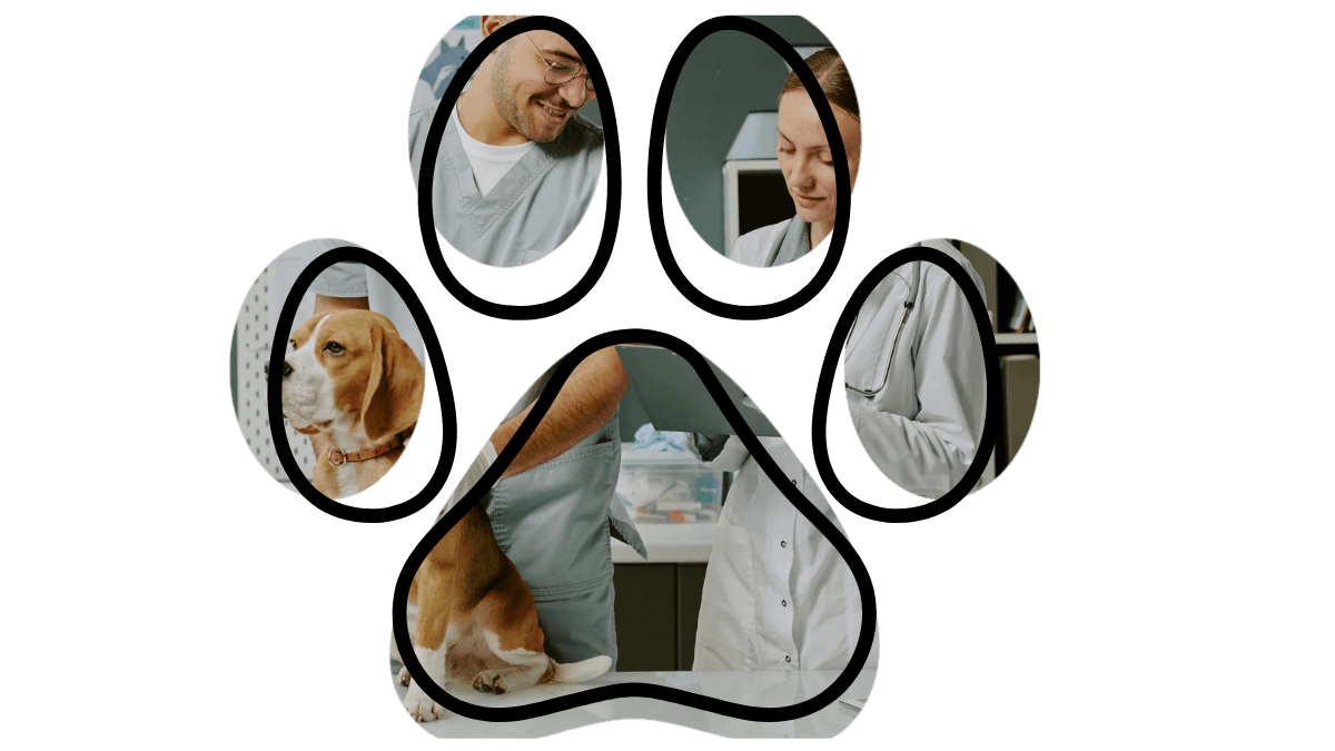 Dog on a leash in Burien near a clinic, vet near me support for dogs