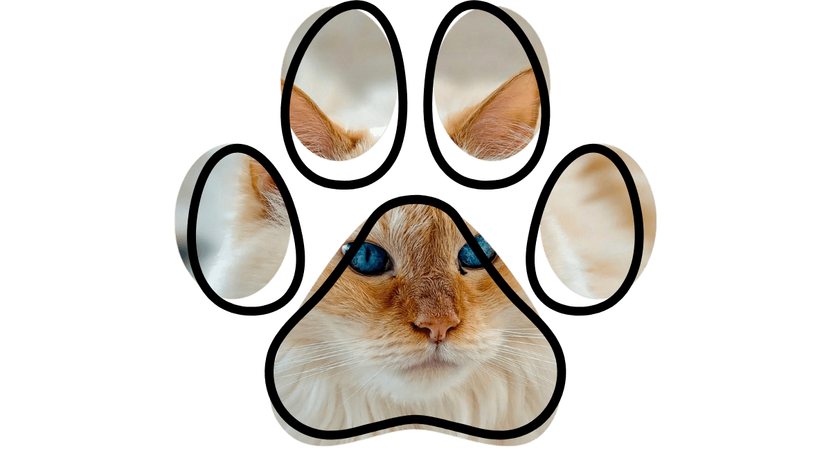 Map-style image showing Burien, White Center, Tukwila, and Des Moines with vet near me context