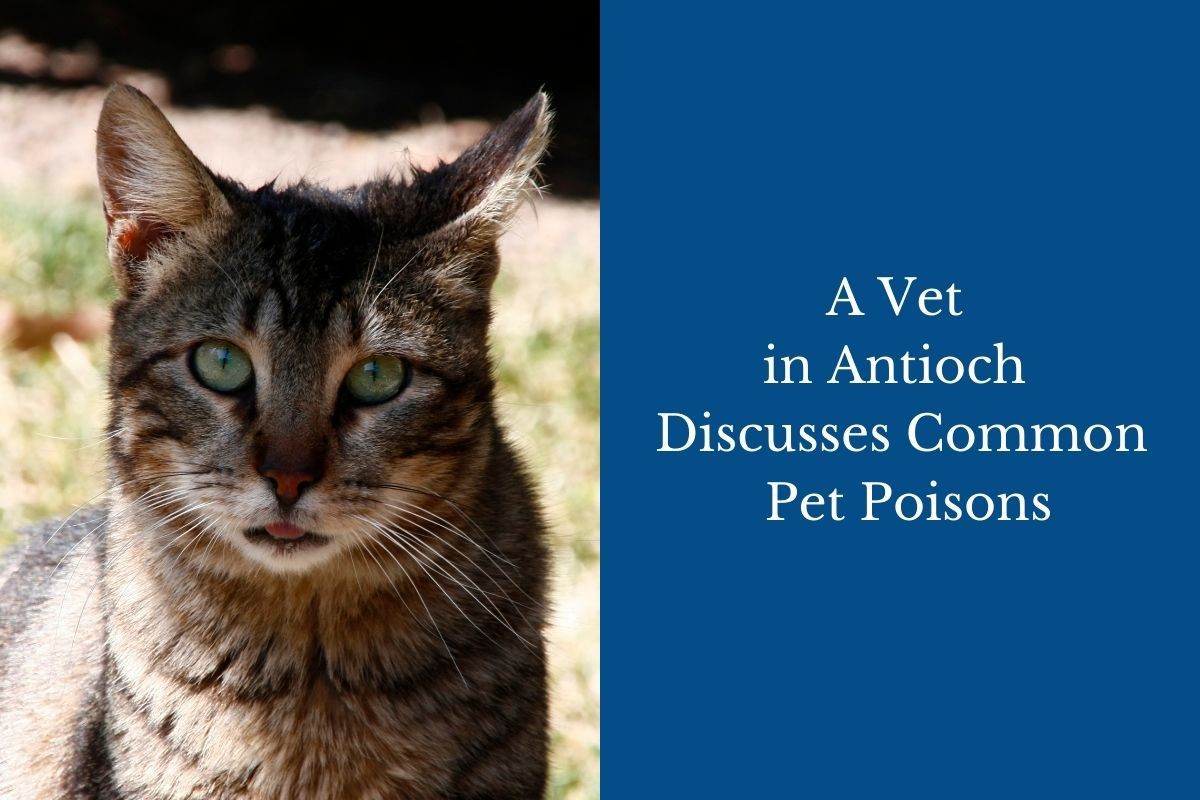 A Vet in Antioch Discusses Common Pet Poisons