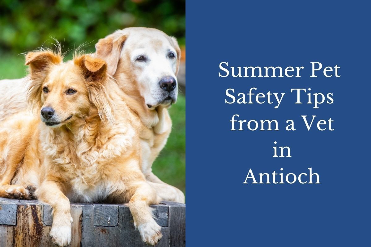 Summer Pet Safety Tips from a Vet in Antioch