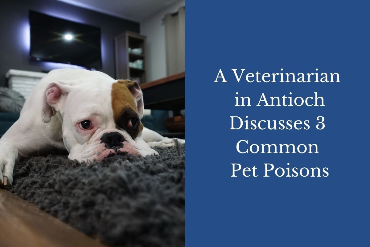 A-Veterinarian-in-Antioch-Discusses-3-Common-Pet-Poisons-1