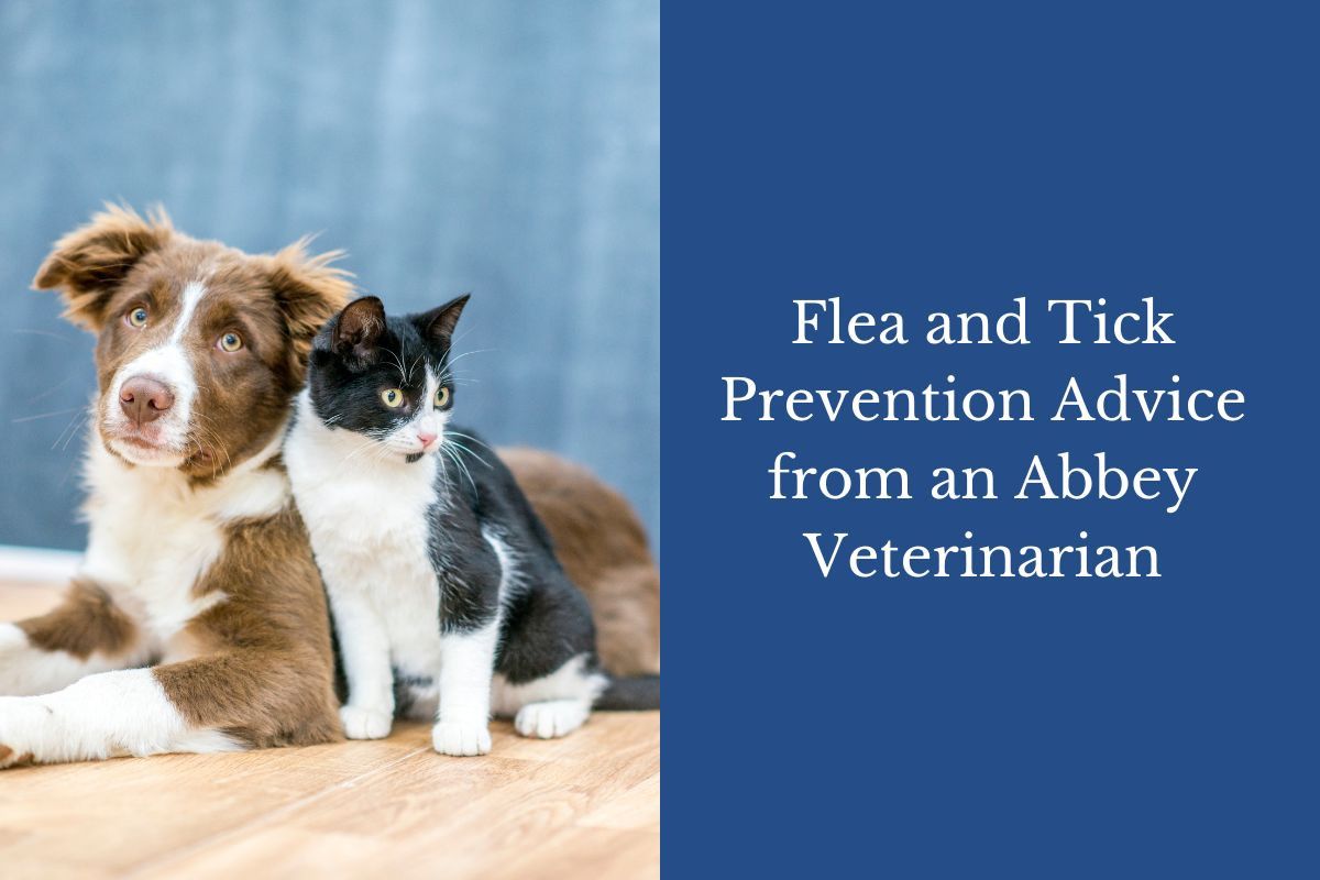 Flea-and-Tick-Prevention-Advice-from-an-Abbey-Veterinarian