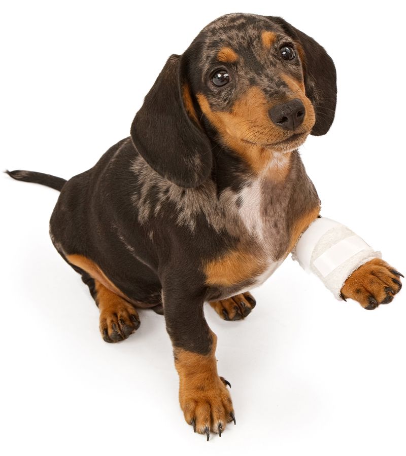 Abbey Vet Hospital l Pet Orthopedics Antioch | Orthopedic Surgery