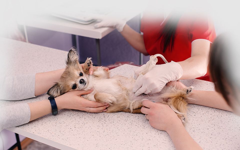 Ultrasound of purebred chihuahua is performed on the table veterinary clinic
