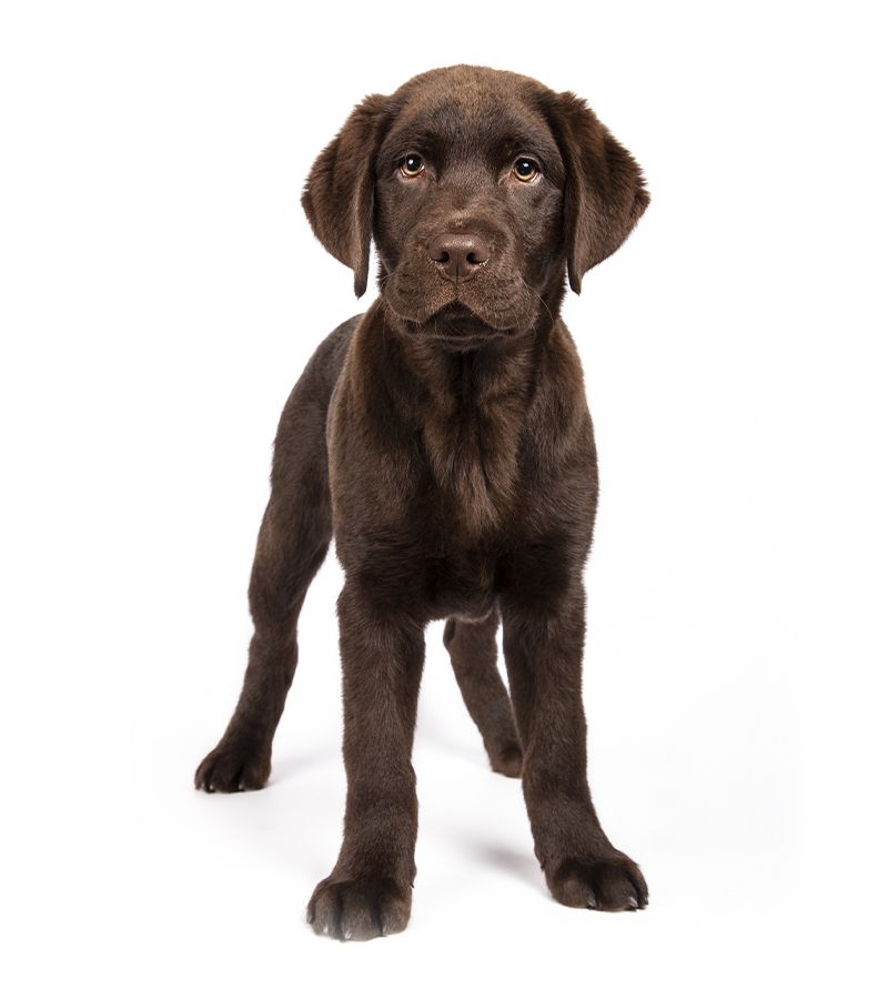 Vertical shot of lovely chocolate labrador puppy on white wall