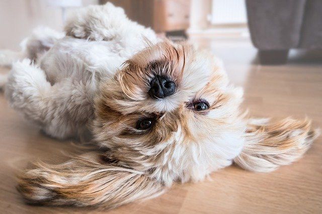 Fluffy dog lying upside down on the floor, with its ears splayed out, looking at the camera.