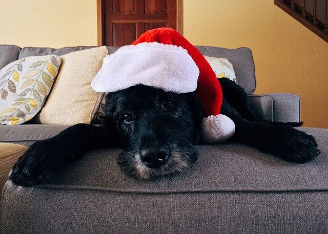 Black dog wearing a red Santa hat, resting on a gray sofa with decorative pillows.