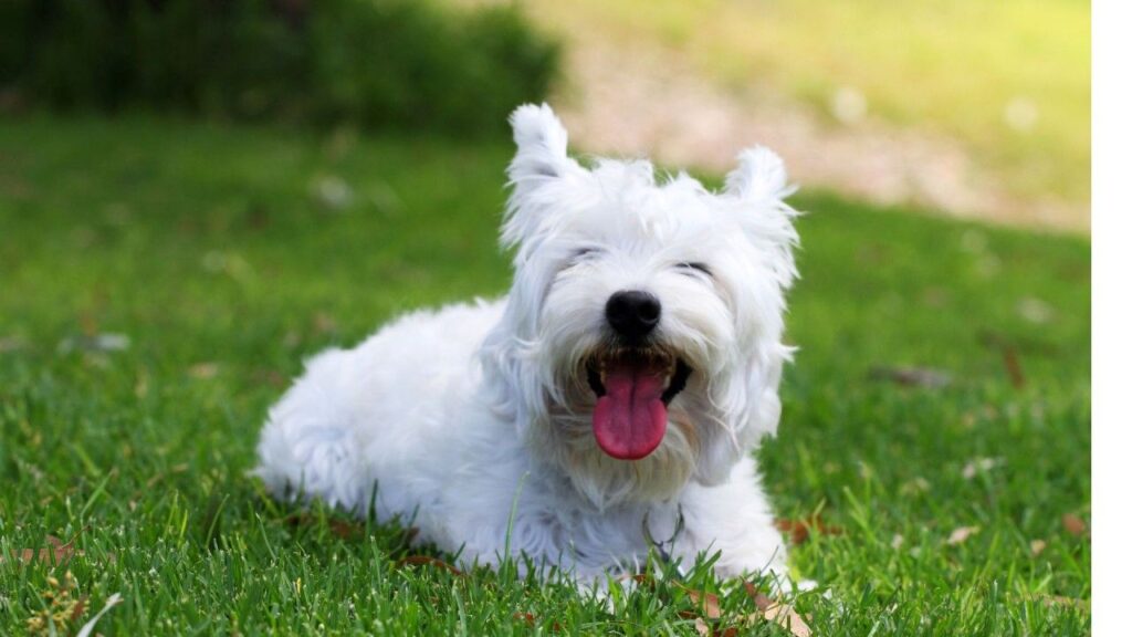 White fluffy dog lying on grass with its mouth open and tongue out.