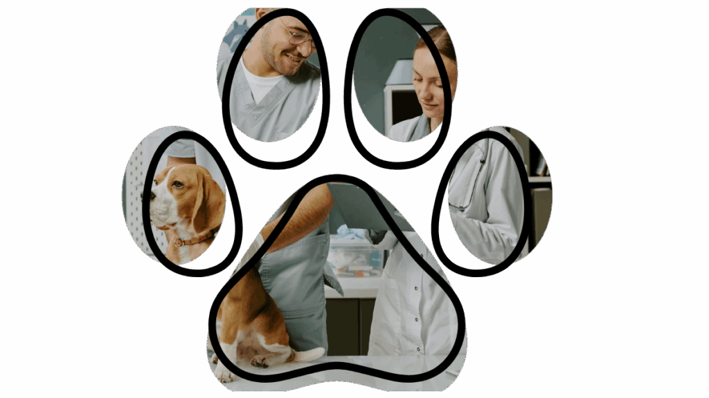 Veterinarians examining a beagle on a table, framed by a paw print shape.
