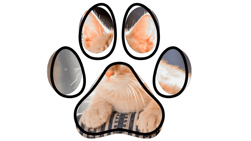 Cat relaxed on a striped blanket, viewed through a paw-shaped frame.