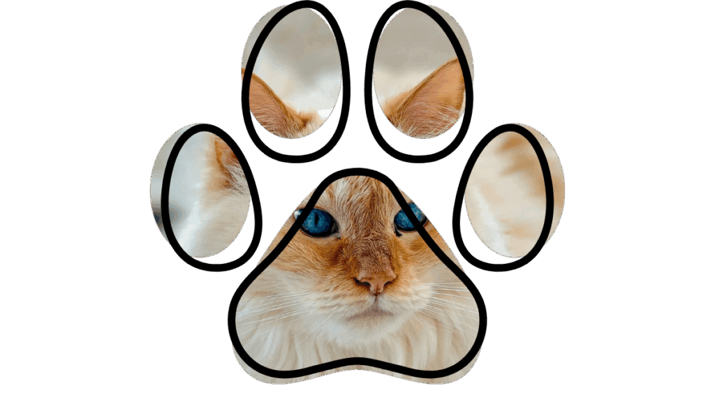A cat's face with blue eyes is creatively framed within a paw print outline.