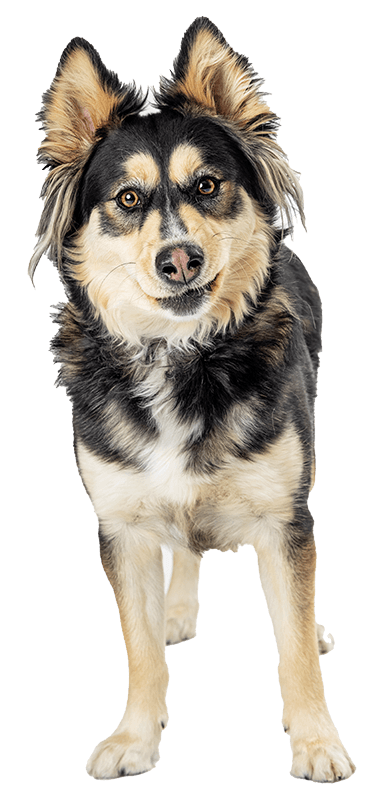A fluffy, medium-sized dog with black and tan fur stands alertly, looking forward.