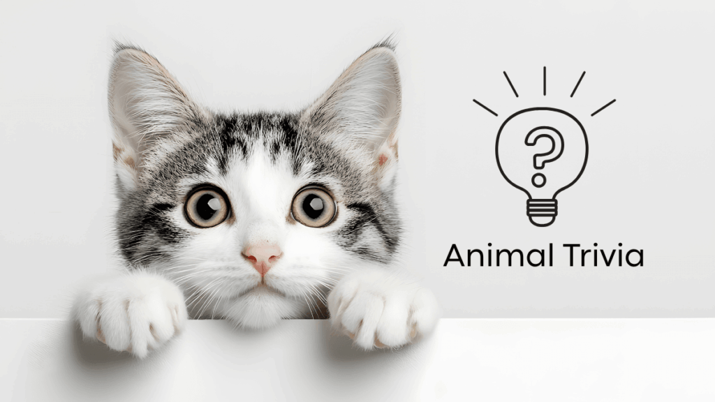 A curious kitten peeks over a ledge with wide eyes, next to an icon of a light bulb with a question mark and "Animal Trivia" text.