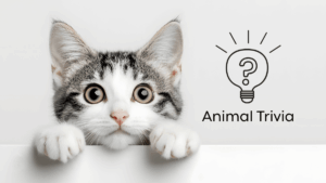 A curious kitten peeks over a ledge with wide eyes, next to an icon of a light bulb with a question mark and "Animal Trivia" text.
