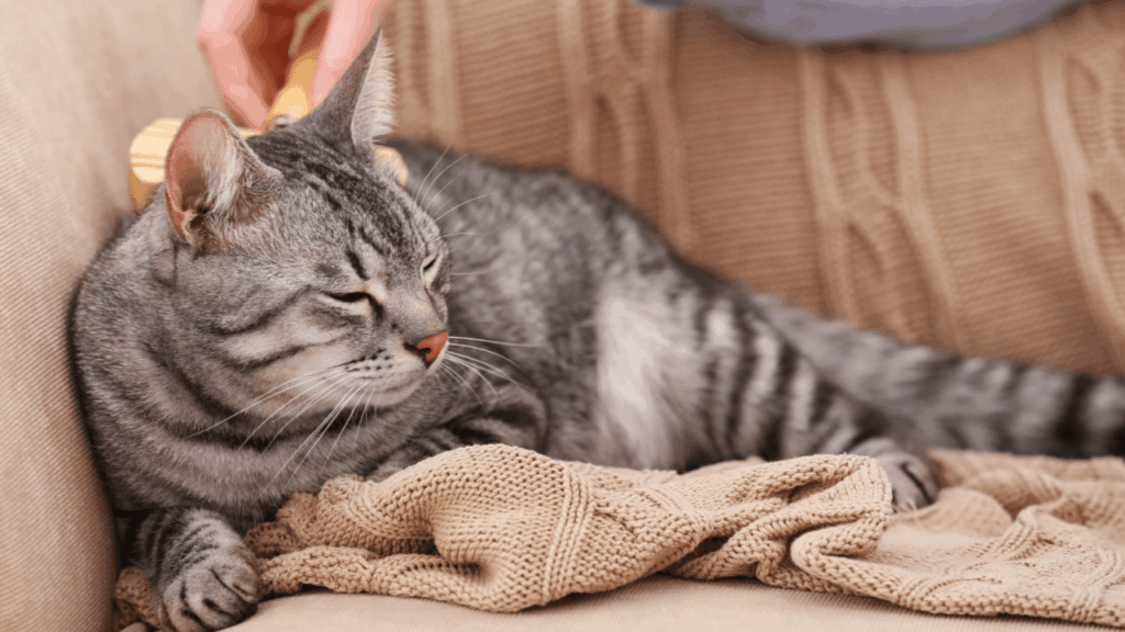 A gray tabby cat being gently brushed while lounging on a knitted blanket.