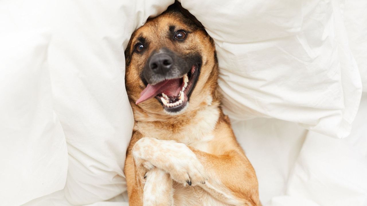 Happy dog lying on its back, surrounded by white pillows with a playful expression and tongue out.