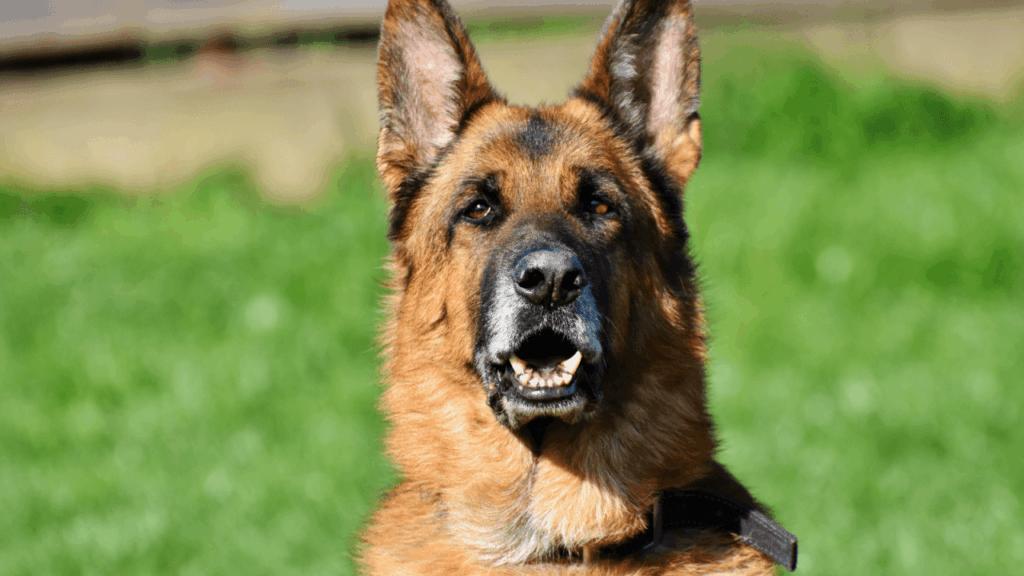 Close-up of a German Shepherd with erect ears and alert expression, sitting outside on a grassy area.