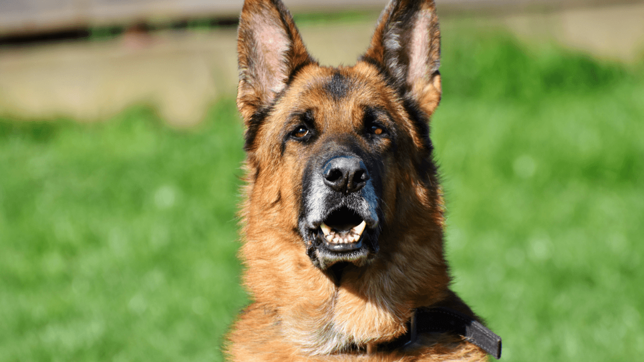 Close-up of a German Shepherd with erect ears and alert expression, sitting outside on a grassy area.