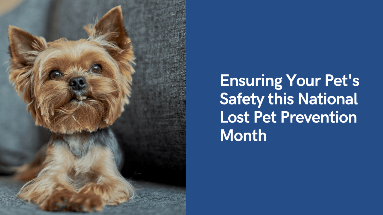 A small, fluffy dog sitting on a gray couch with alert ears and a sweet expression. Blue text highlights pet safety awareness.