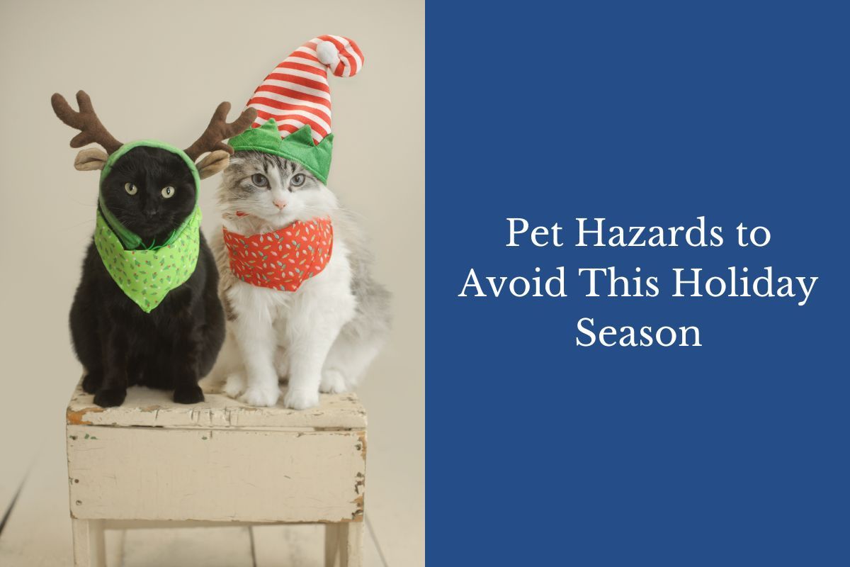 Two cats in festive costumes; one wears reindeer antlers, the other a striped elf hat.