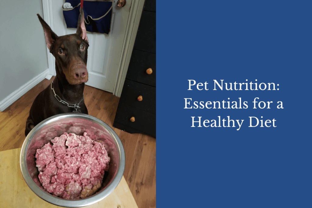 A Doberman sits beside a large bowl of raw meat, highlighting pet nutrition essentials.