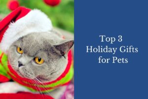 A gray cat wearing a Santa hat and festive outfit beside text: "Top 3 Holiday Gifts for Pets."