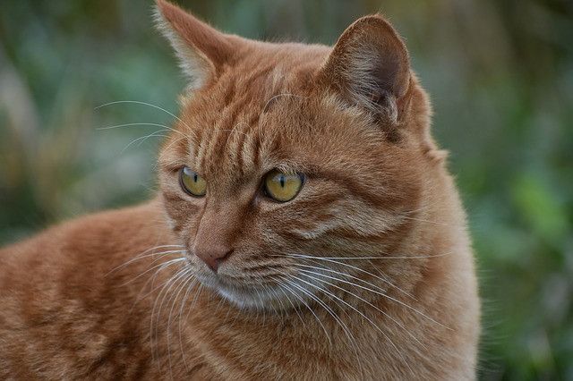 Close-up of an orange tabby cat with striking yellow eyes, looking attentively to the side.