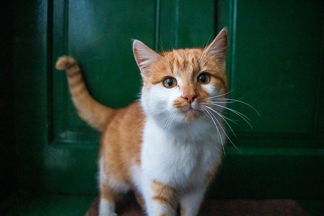 Orange and white cat standing on a mat, looking directly at the camera.