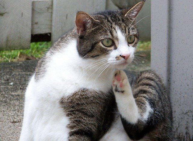 A tabby and white cat sitting, lifting a back paw to scratch its cheek, with an attentive expression.