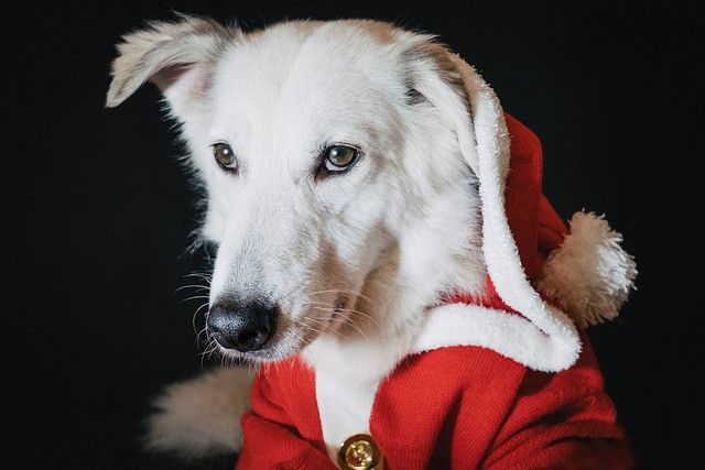 White dog wearing a red Santa outfit with a fluffy hood and gold buttons, gazing to the side.