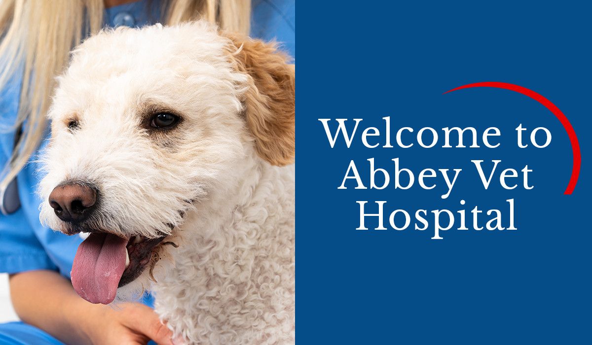 A curly-haired dog with its tongue out, next to text reading "Welcome to Abbey Vet Hospital."