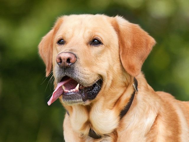 Golden retriever with a black collar, panting with its tongue out, looking to the side.