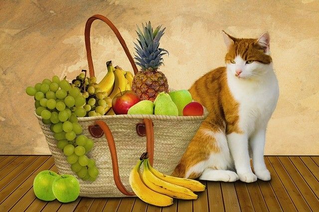 A ginger and white cat sits beside a wicker basket filled with assorted fruits like grapes, bananas, and a pineapple.