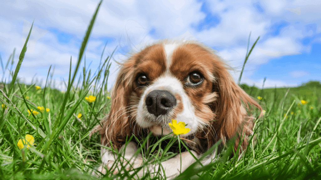 A brown and white dog lying in green grass with a yellow flower nearby.