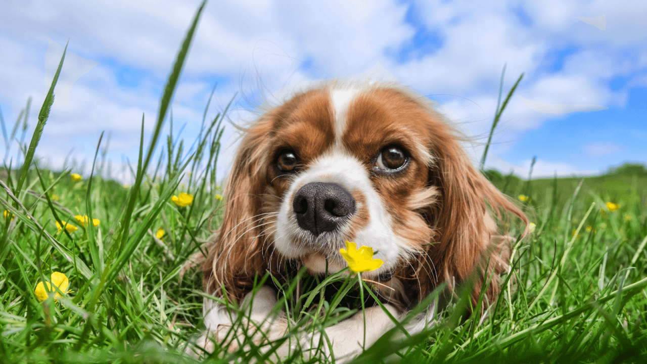 A brown and white dog lying in green grass with a yellow flower nearby.