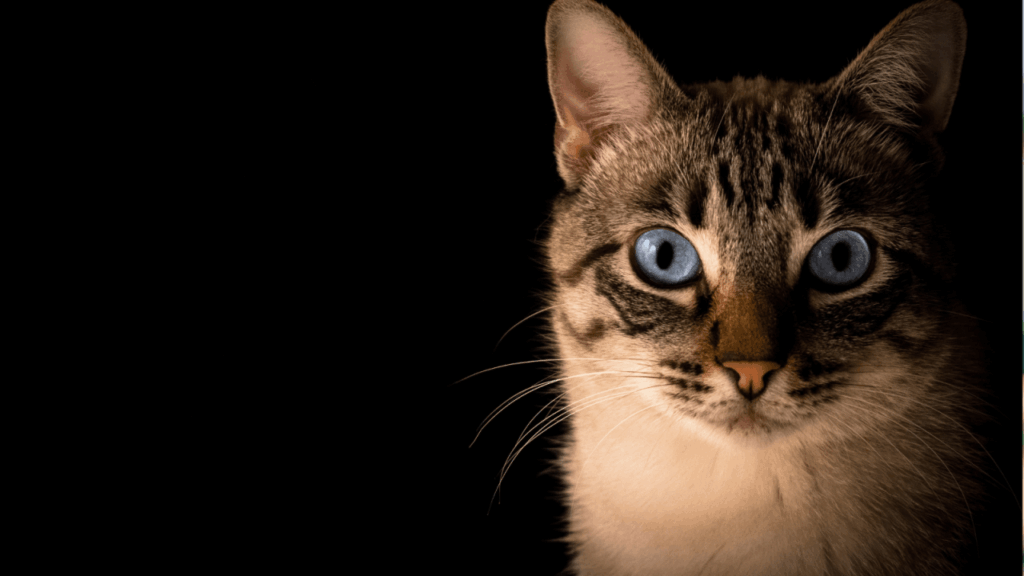 A cat with striking blue eyes and a striped face stares directly ahead.