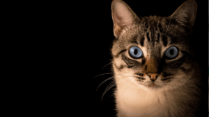 A cat with striking blue eyes and a striped face stares directly ahead.