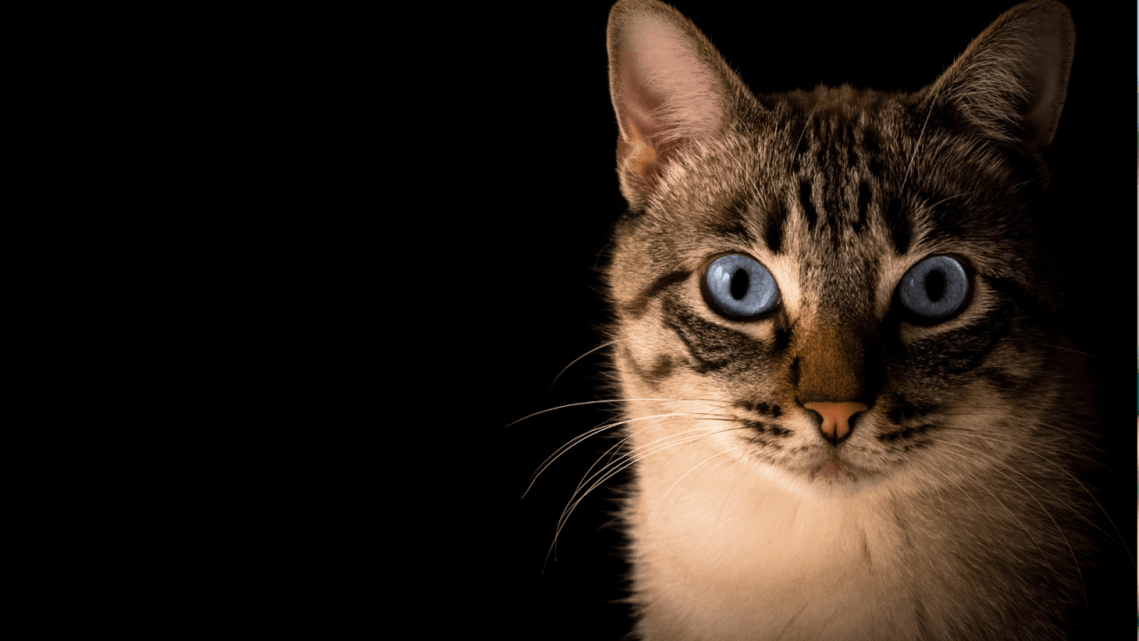 A cat with striking blue eyes and a striped face stares directly ahead.