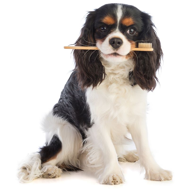 A small dog with long ears holds a toothbrush in its mouth.