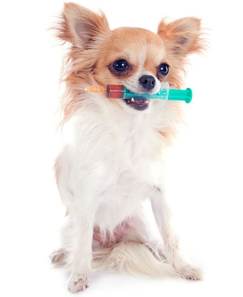 A small dog holding a syringe in its mouth.