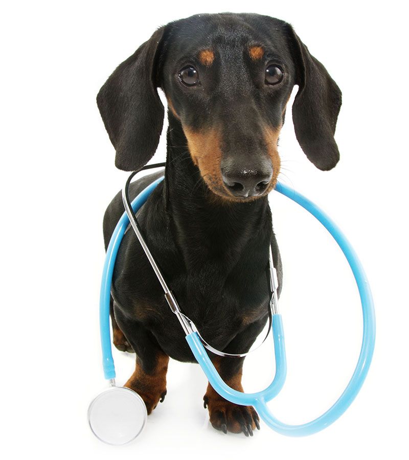 A dachshund with a blue stethoscope draped around its neck, looking forward.