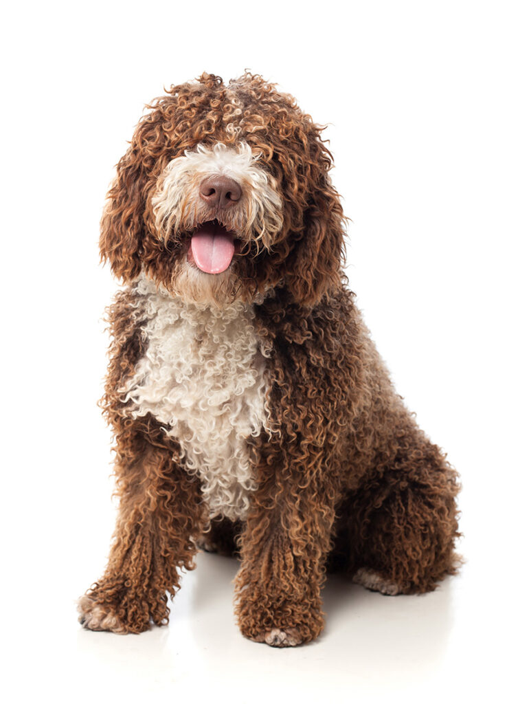 Curly-coated brown and white dog sitting with its tongue out.