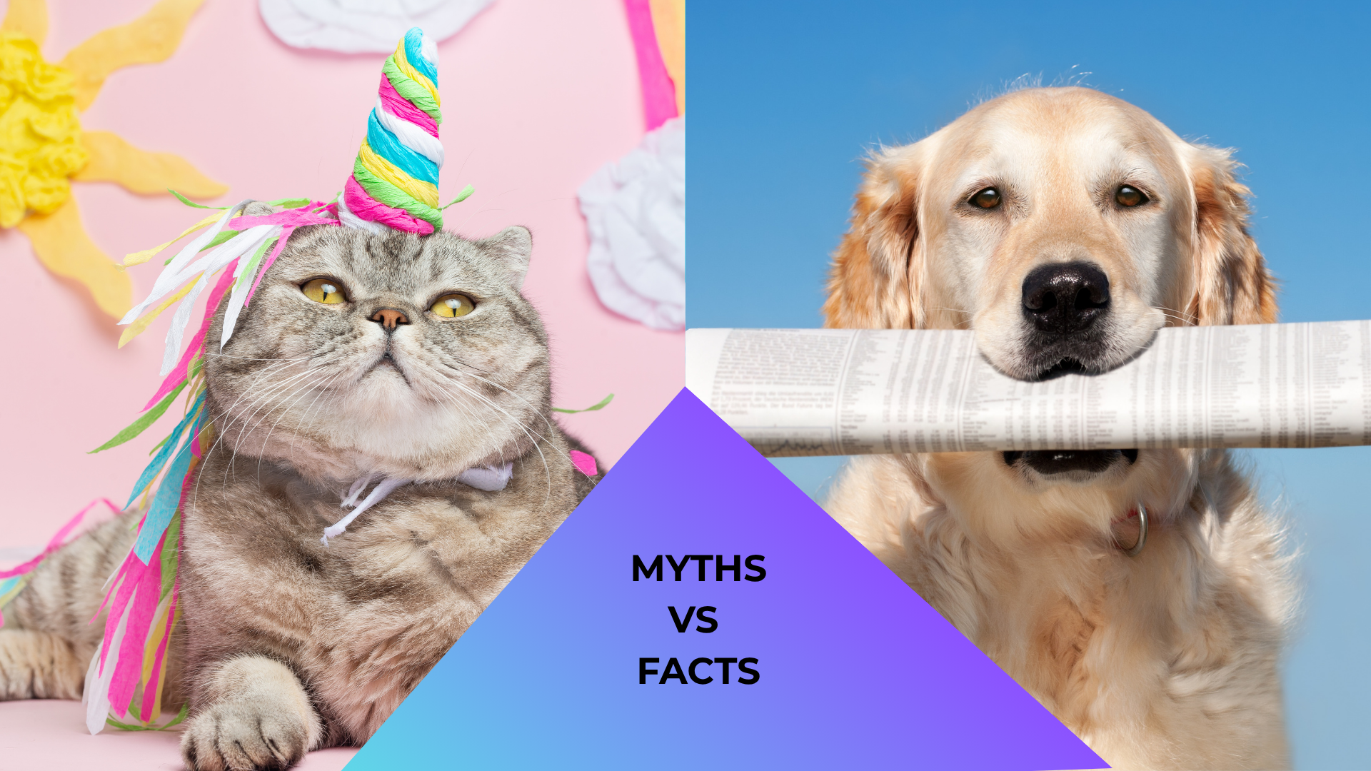 Cat dressed like a unicorn and dog reading a newspaper representing animal care myths in Antioch, CA
