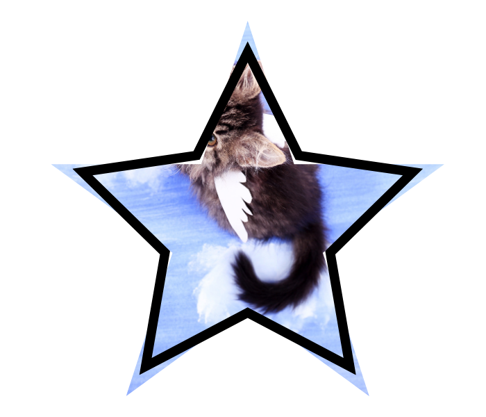 Cat with wings illustrating pet care myths in Antioch, CA