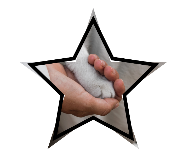 Person holding a cat's paw during a veterinary visit at Abbey Vet Hospital providing animal care in Antioch, CA
