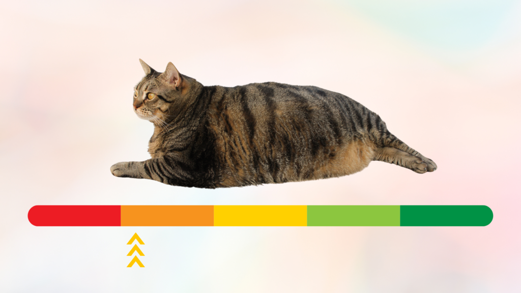 Overweight cat over scale of healthy to unhealthy weight