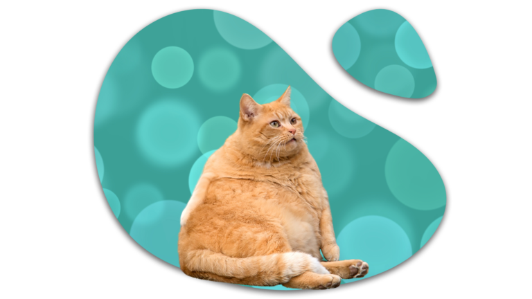 Overweight orange cat representing feline weight concerns at Abbey Vet Hospital in Antioch, CA