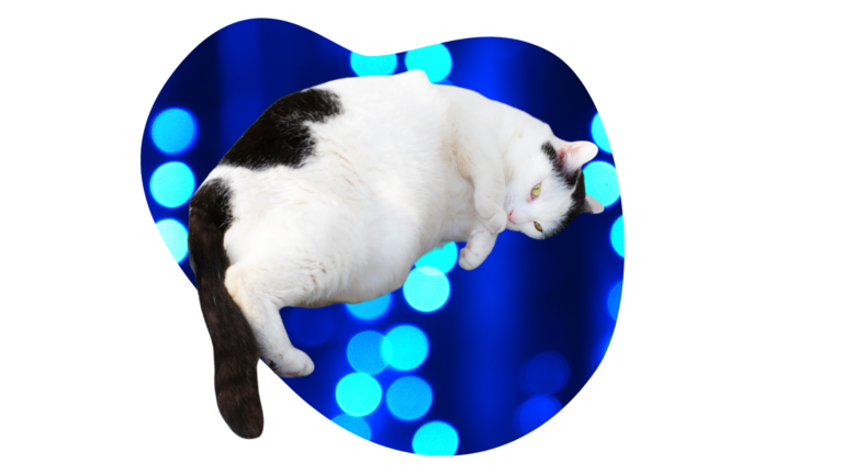 Obese black and white cat for Abbey Vet Hospital in Antioch, CA